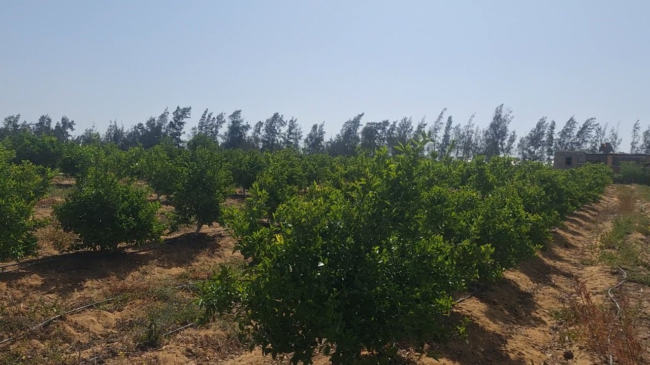 قطعة 5 فدان موركت اسباني عقد ملك نهائي في وادي النطرون طريق مصر اسكندرية الصحراوي