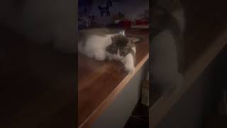 #gofret#cat #catshorts #kitten #catvideos #cute #funny #cutecat #catlife