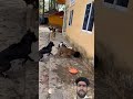 10 VS 1 👮‍♀️😱😱 #dog #animalshorts #puppy #sleepydog 10VS1