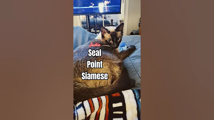 Video 11868501: cat kitten meow siamese, siamese cat pets kitten, siamese cats pets cute, siamese cat cute love