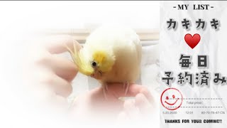 【オカメインコ】カキカキして！と頭を下げてくる