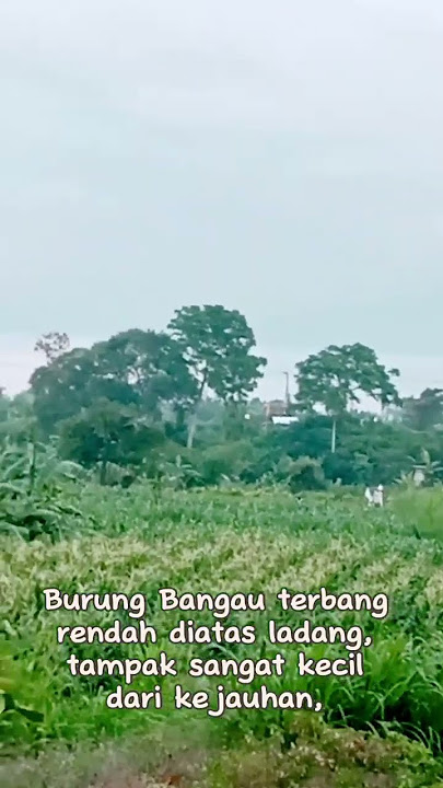 Burung Bangau terbang rendah diatas ladang, tampak sangat kecil dari kejauhan,