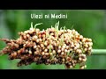 ULEZI Shangaa Faida Na Jinsi Ya Kutumia Chakula Halisi Cha Mtanzania KIna Thamani Kubwa Ajabu ULEZI Shangaa Faida Na Jinsi Ya Kutumia Chakula Halisi Cha Mtanzania KIna Thamani Kubwa Ajabu