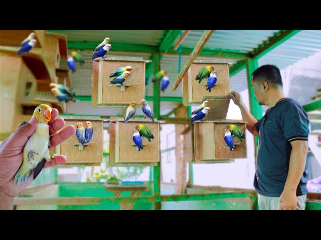 AFRICAN LOVEBIRD FARMING: How to Succeed in Bird Raising with Hundreds of Newly Hatched Birds class=