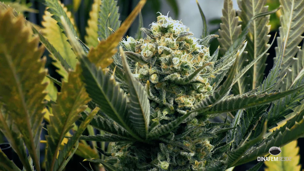 Varietà di cannabis femminizzata Critical Jack