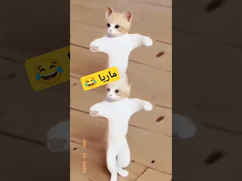 ماريا الاكتر طلبا العراق السعودية قطر الامارات الكويت البحرين الجزائر المغرب  