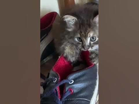 Кицька )) первый день. - YouTube