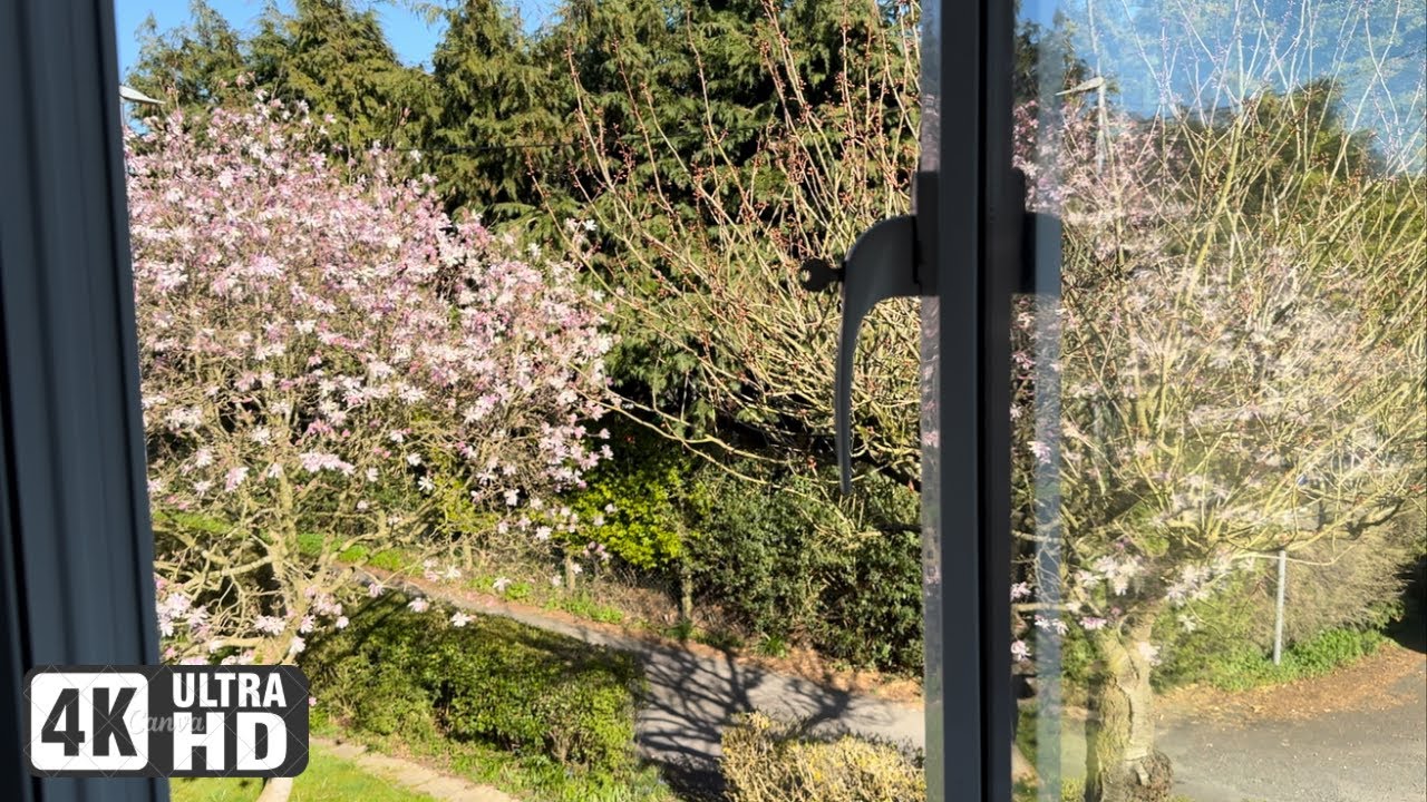 4K Healing Spring Magnolia Tree In A English Village, Relaxing Calming Ambience