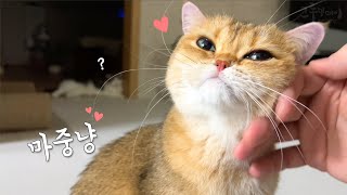 Differences in the way cats welcome their owners by 그루밍데이 고양이cat vlog 24,492 views 2 months ago 4 minutes, 35 seconds