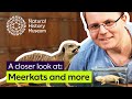Understanding Meerkats and Naked Mole Rats