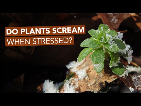 Video: When Stressed, Plants 