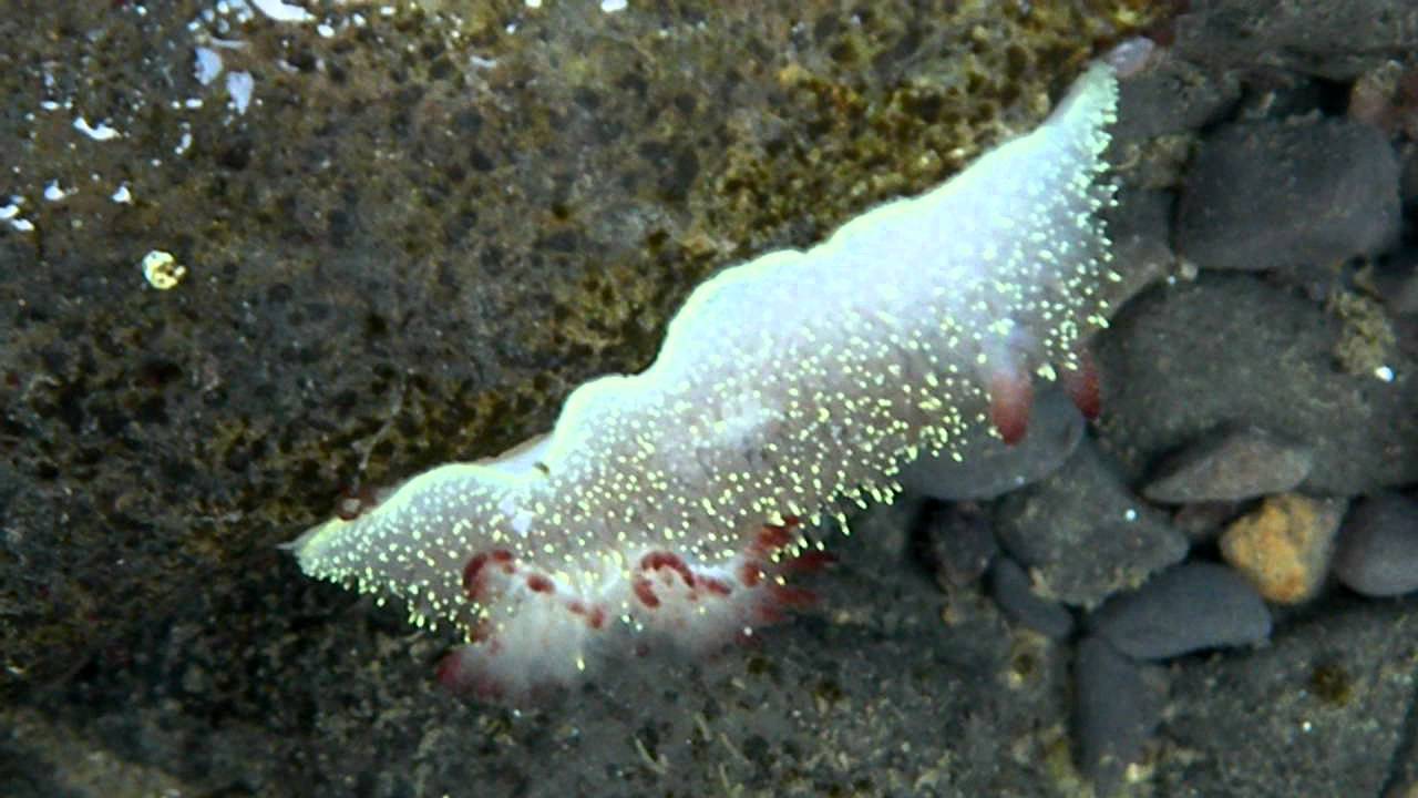 Wine Plumed Spiny Dorid (Acanthodoris nanaimoensis)