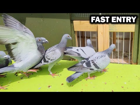 Click to Play Video