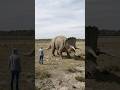 Triceratops vs Human — Built to Stand Its Ground