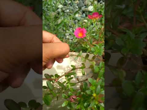 Video: No hay flores en las plantas de rosas de musgo: Razones por las que una Portulaca no florecerá