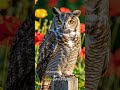 POV: Every branch has an owl! 🦉 #shorts #shortvideo #short #shortsfeed #shortsviral #motivation