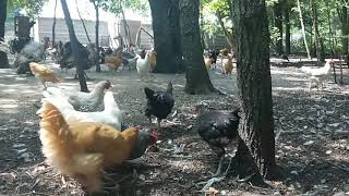 Chickens VS Mouse