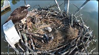 Osprey Nest Maryland - Rybołowy- Marilyn & Arthur &🐥🌹🍀🐥🌹🍀🐥🌹🍀Nieostrożny tata - Karmienie starszaków