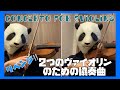 Bach Concerto for two violins 2つのバイオリンのための協奏曲 BACH / バッハ(バイオリン)violin