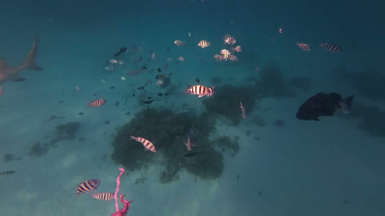 Rankin cod and shark 10