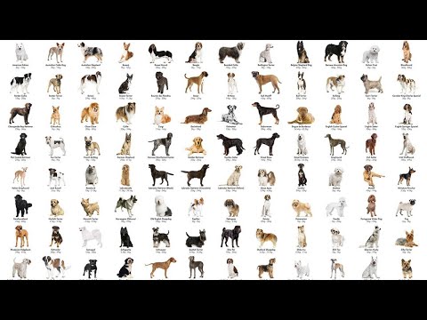 Video: DogVacay werkt samen met American Humane Association aan verplaatste huisdieren