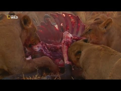 Nat Geo Wild / Etoburlar Gezegeni / Belgesel HD