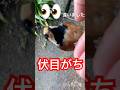 ヤマガラ手乗り