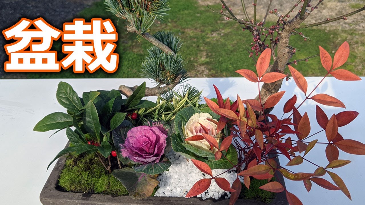 ガーデニング初心者が初めて盆栽に挑戦 お正月の盆栽寄植えに挑戦します 森本隆ののんびりガーデニング Youtube