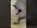 Cat in heat and pitbull wants the kitty