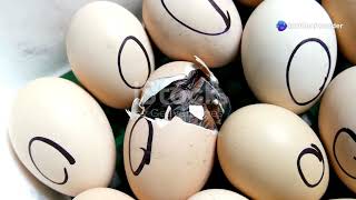 Celebrity Cracking the Code :  Hatching Only Female Chicks in Poultry ! Net Worth