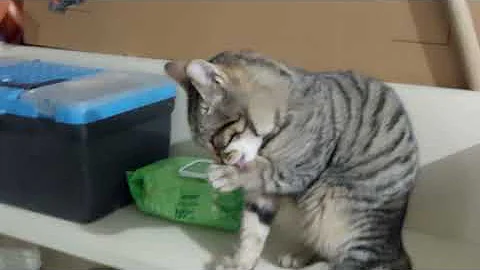 Video 3698081: cat lovers feed, cat kitten cute funny