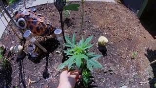 Outdoor Garden Grow 2025 First Update #1
