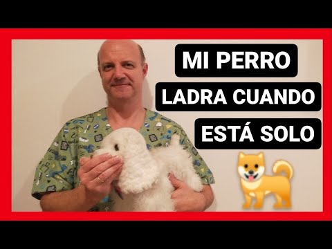 Video: Cómo lidiar con los perros que ladran cuando se quedan solos