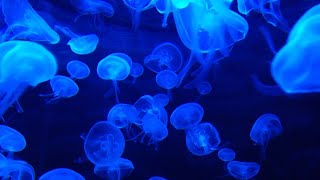 Soothing Jellyfish Aquarium ~ Relaxing Music for Sleep, Study, Meditation \& Yoga