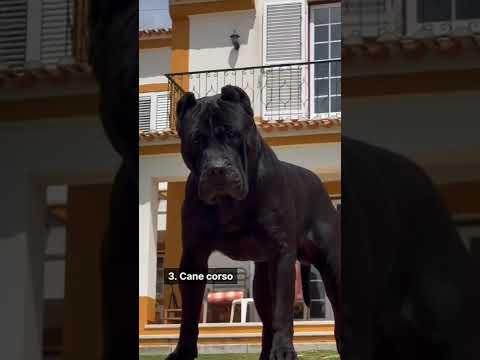 5 Bravest dogs that will face even wild beasts | Part - 1 | #shorts