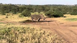 Rhino marking his territory