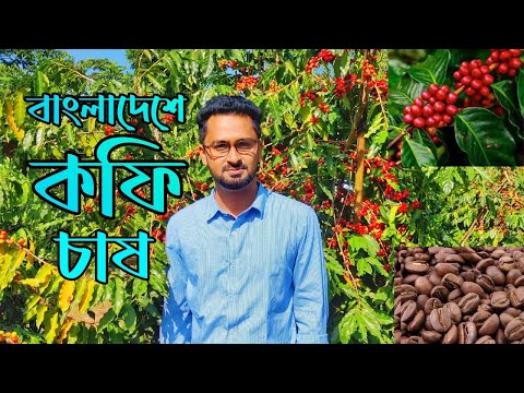 বাংলাদেশে কফি চাষ । Coffee cultivation in Bangladesh। কফি চাষে সফলতা। Coffee @RoufAgro