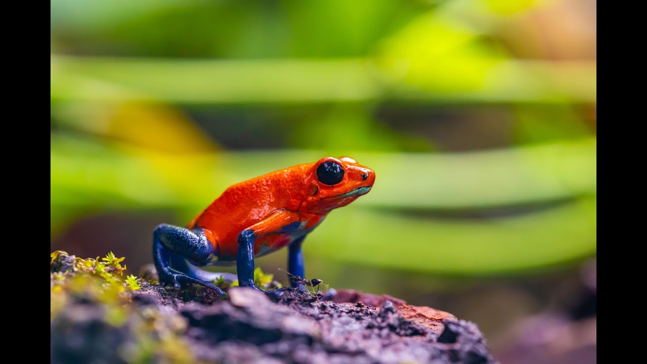 Frogs meditation video, for the amphibian lovers!
