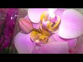 Орхидеи 💮💐 ВАЛЬС ЦВЕТОВ в Леруа Мерлен. Весеннее настроение от JMP 😊 Цены от 555 до 1450 рублей!!!