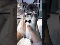 This Chinese Cat Toy Is So Sticky Workers Need Gloves! 😱🐱