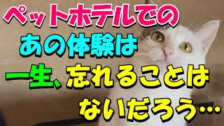 雨の降る日に野良猫を見つけて動物病院へ行った その後 保護団体に預けられた猫 ある日の休日 1本の謎の電話がかかってきた なんとそれは あの雨の日に助けた 猫の不思議な話 朗読