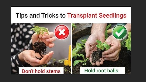 How to transplant seedlings? | Tips and tricks for better transplantation