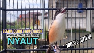 burung cendet gacor FULL MATERI PANJANG,, PANCINGAN CENDET AGAR BUNYI bikin BURUNG PENTET GACOR DORR
