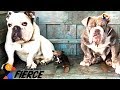 Teeny Tiny Bulldog Won't Stop Talking  | The Dodo Little But Fierce