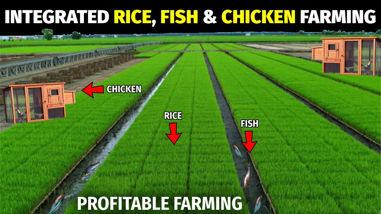 Integrated Rice, Fish, Chicken Farming - Profitable Farming Business