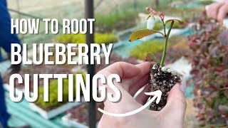 Learn How To Root Blueberries In Less Than 3 Minutes!