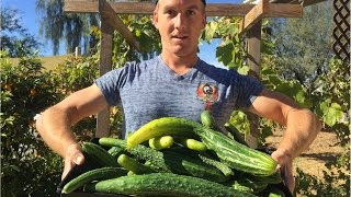 Amazing Home Garden - Free Plants & Free Food https://youtu.be/EvJOBRtyLhE Join My New Online Gardening School for $5 at 