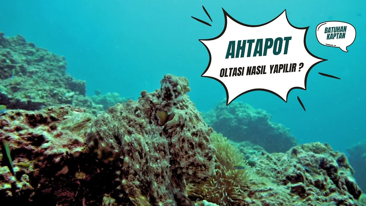 AHTAPOT OLTASI - İŞTE O MERAK EDİLEN AHTAPOT TAKIMI YAPIMI