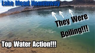 Top Water Boils At Lake Mead Hemenway!!! Catching Them from the Bank!