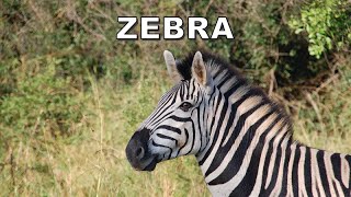 "Discover the Enchanting World of Zebras: Nature's Black and White Wonders!"